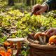 safe foraging edibility testing