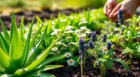 growing healing herbs organically