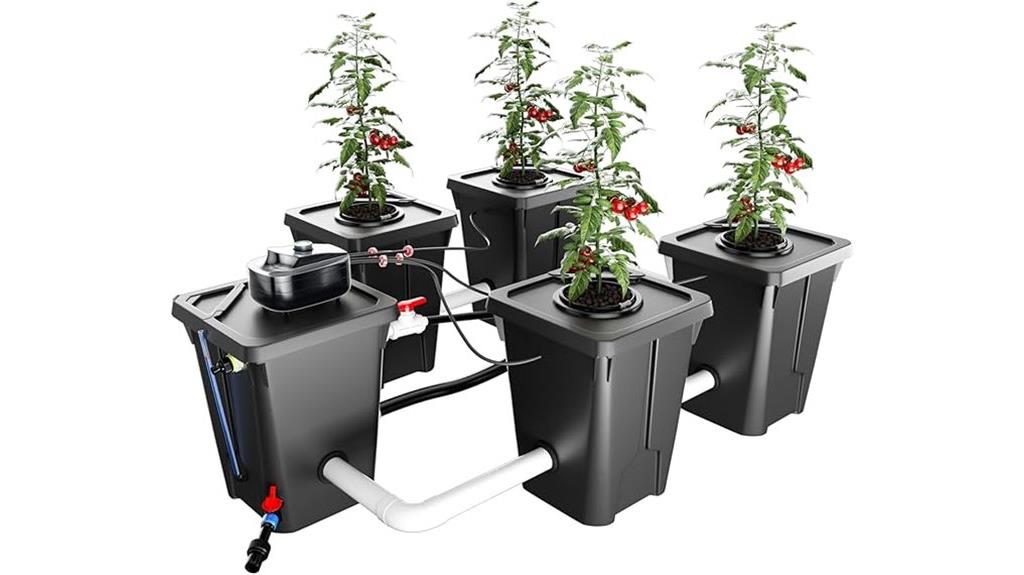 deep water culture setup