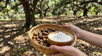 Here’s How To Forage And Eat Acorns, The ‘Bread Of The Woods’