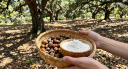 Here’s How To Forage And Eat Acorns, The ‘Bread Of The Woods’