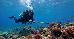 The Ultimate Guide To Spearfishing, The Coolest Way To Catch Fish