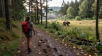 How Fast Can A Bear Run?