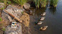 What Do Ducks Eat? Here’s What All Waterfowlers Should Know