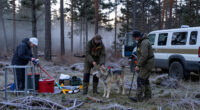 Officials Lethally Remove 9 Gray Wolves From Wisconsin After Threats To Human Safety